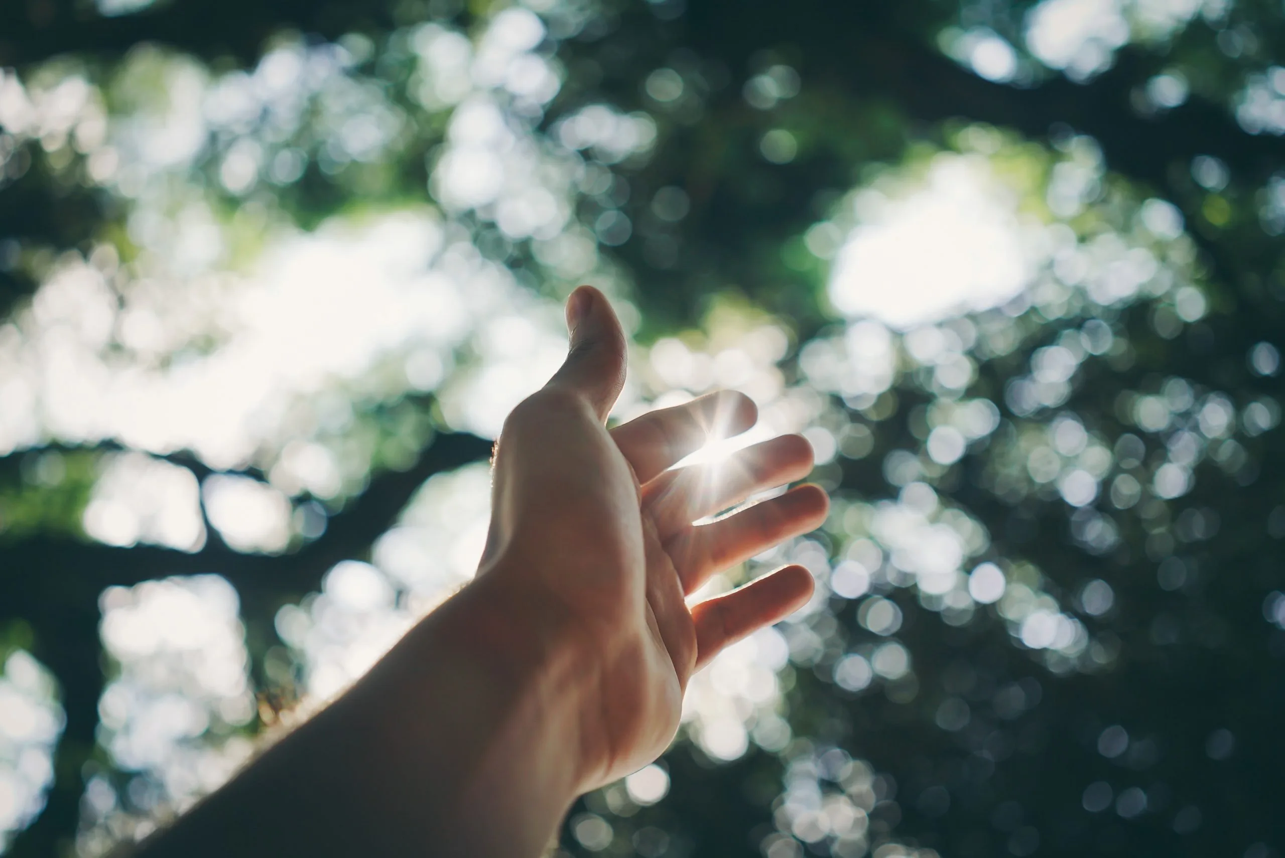 Mano extendida hacia la luz del sol entre las hojas de un árbol