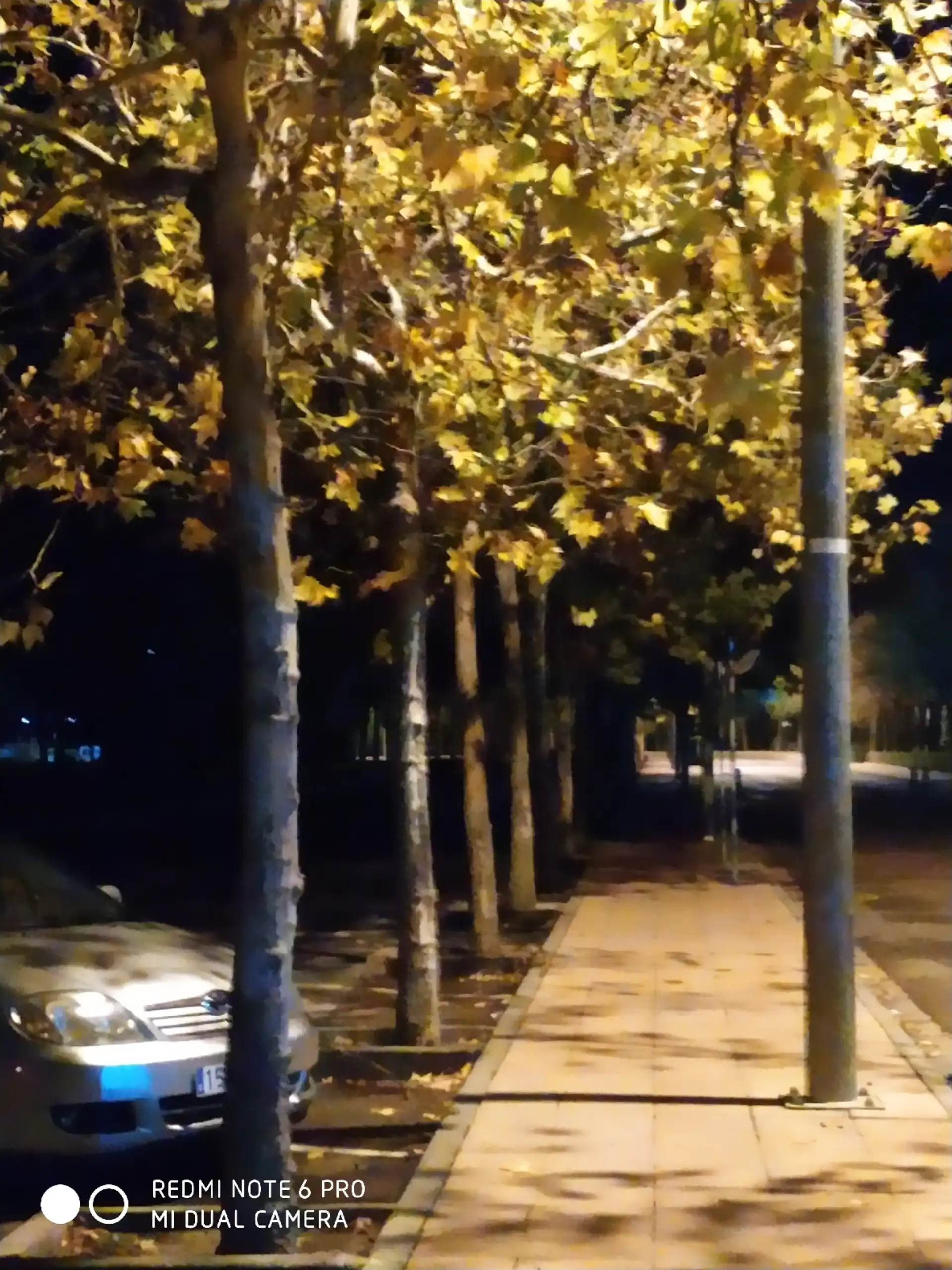 Alameda de árboles con hojas otoñales amarillas, iluminada de noche por farolas
