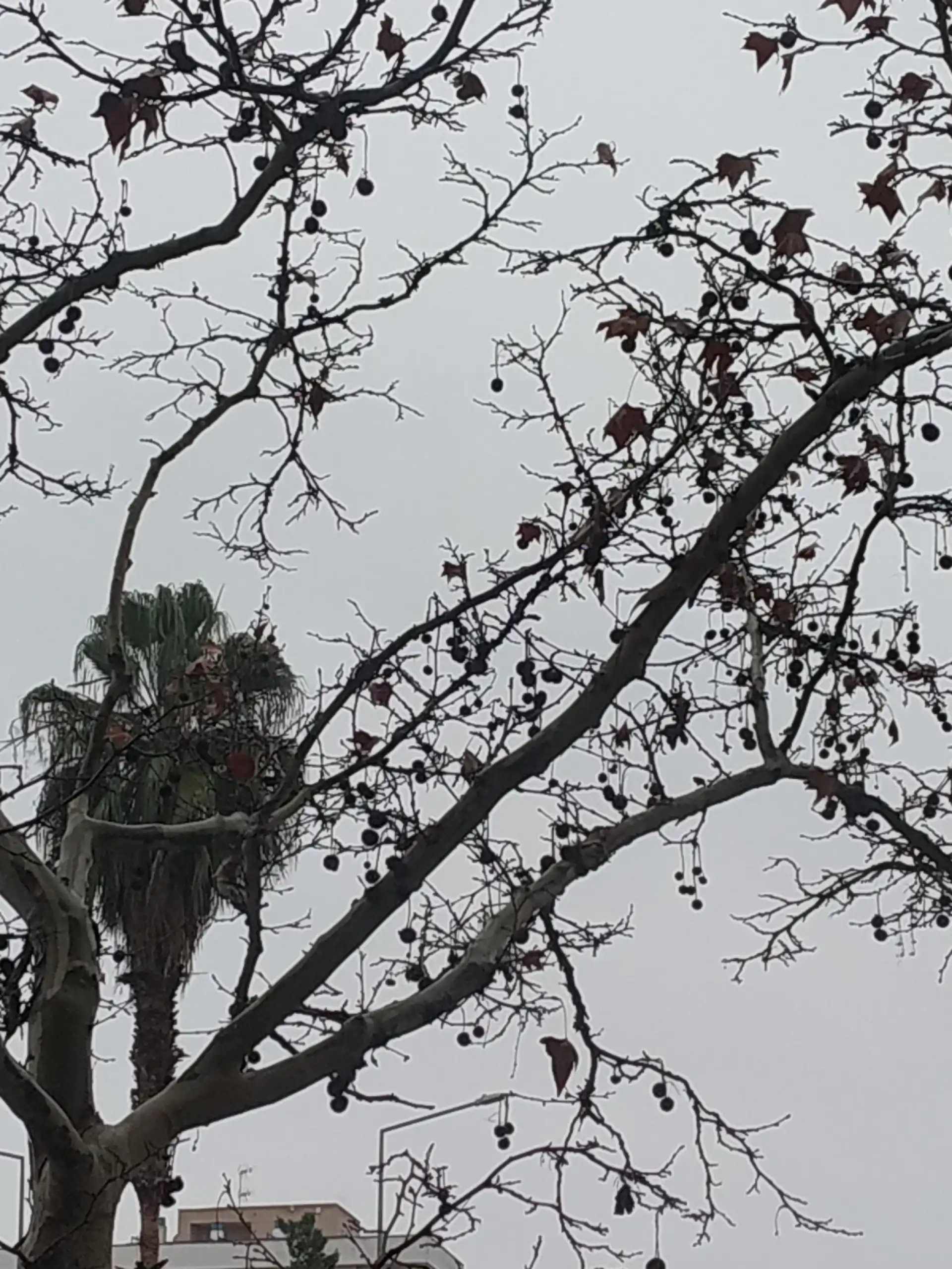 Ramas desnudas con frutos secos colgando, recortadas contra un cielo nublado