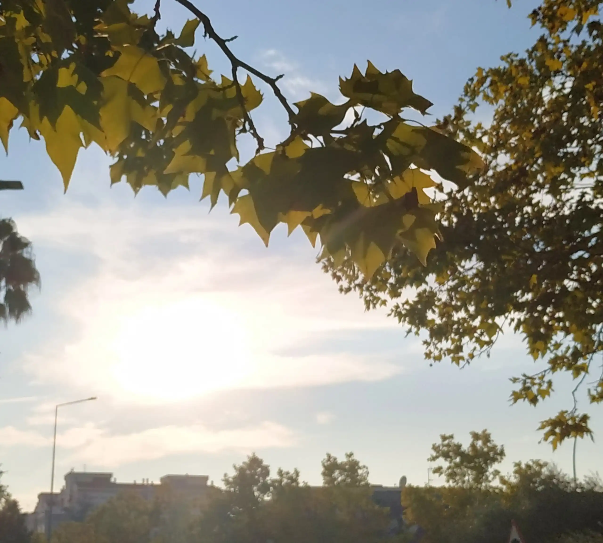 Hojas amarillas de una rama en primer plano, con el sol y edificios al fondo, al atardecer