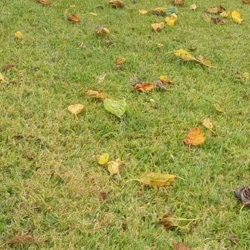 Hojas otoñales de colores esparcidas sobre un césped verde
