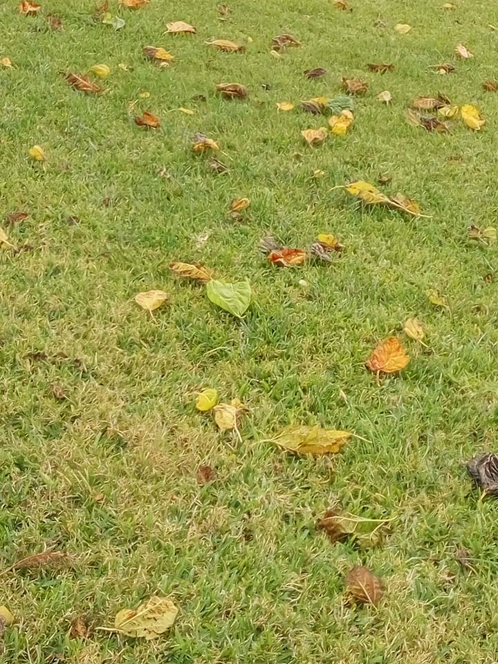 Hojas otoñales de colores esparcidas sobre un césped verde