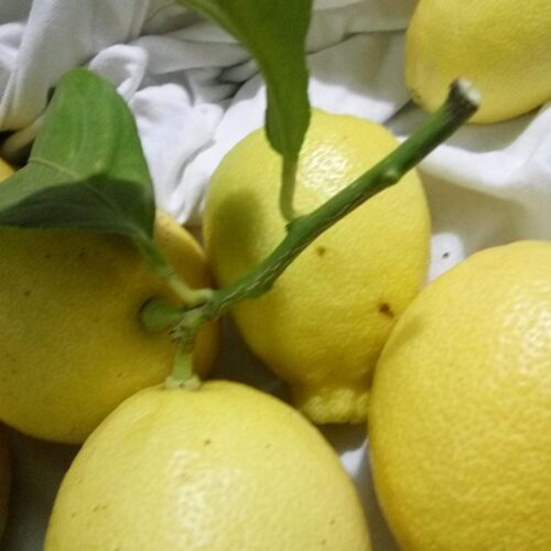 Primer plano de limones maduros en la rama, con hojas verdes