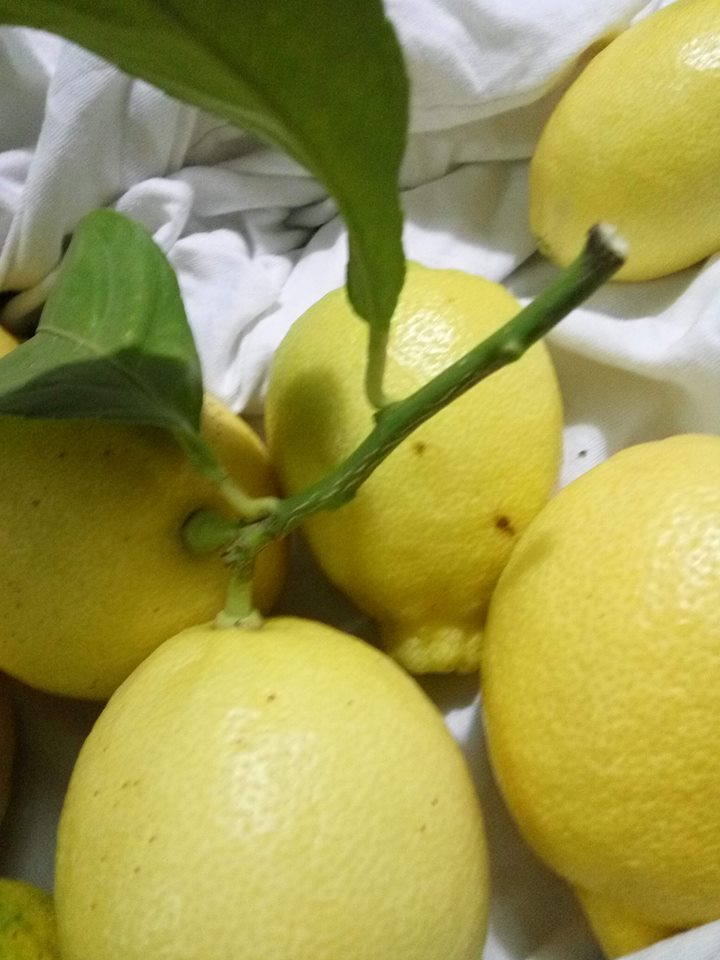 Primer plano de limones maduros en la rama, con hojas verdes