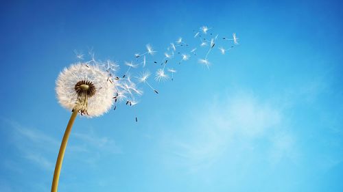 Diente de león soplando sus semillas contra un cielo azul