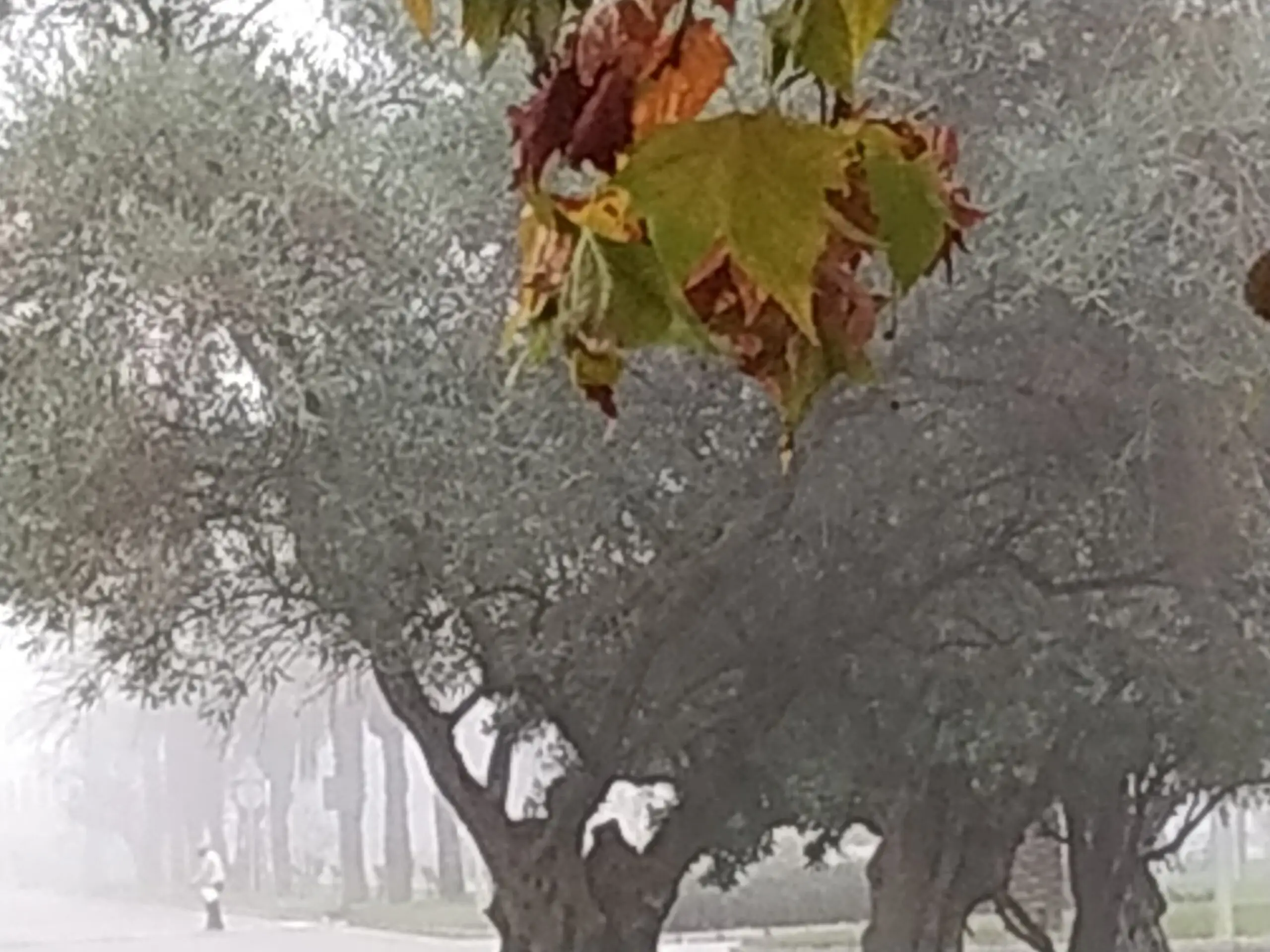 Hojas otoñales de colores colgando de una rama, con árboles entre la niebla al fondo