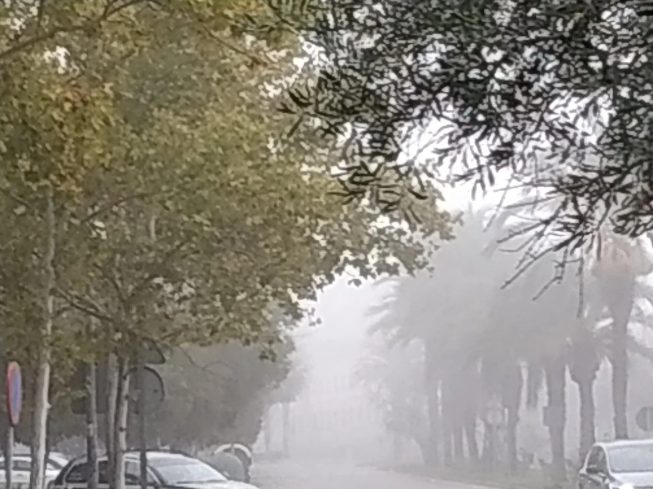 Avenida arbolada con niebla y coches aparcados a un lado